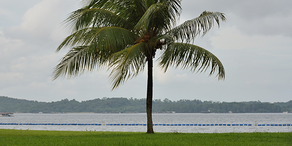 Pasir Ris, Singapore kite spot